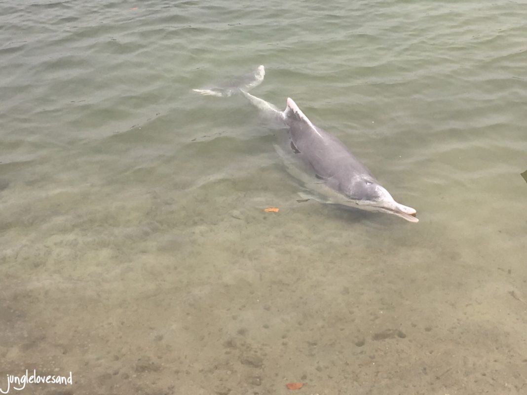 Wilde Delfine Direkt Am Ufer Junglelovesand