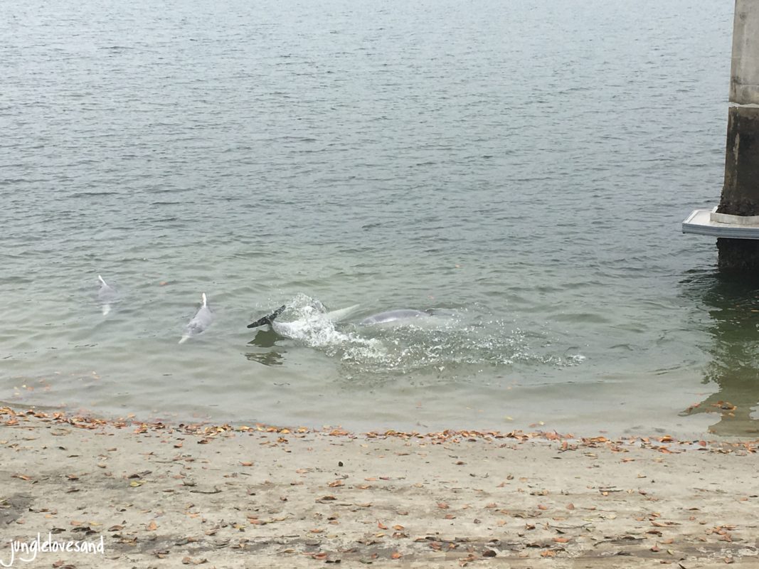Wilde Delfine Direkt Am Ufer Junglelovesand